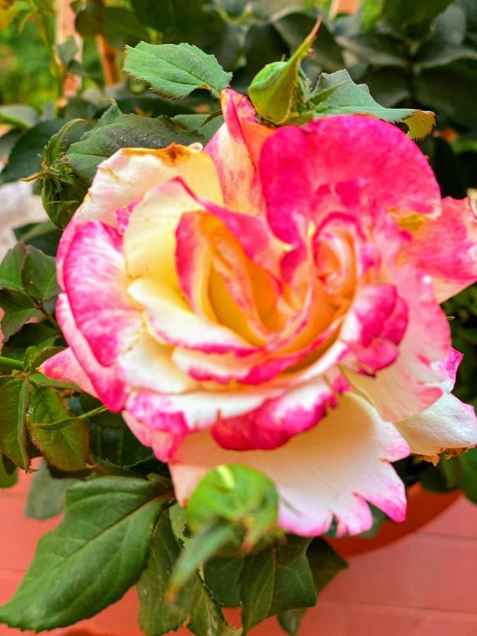 מרינו Oasi Di Serenita מראה חיצוני תמונה