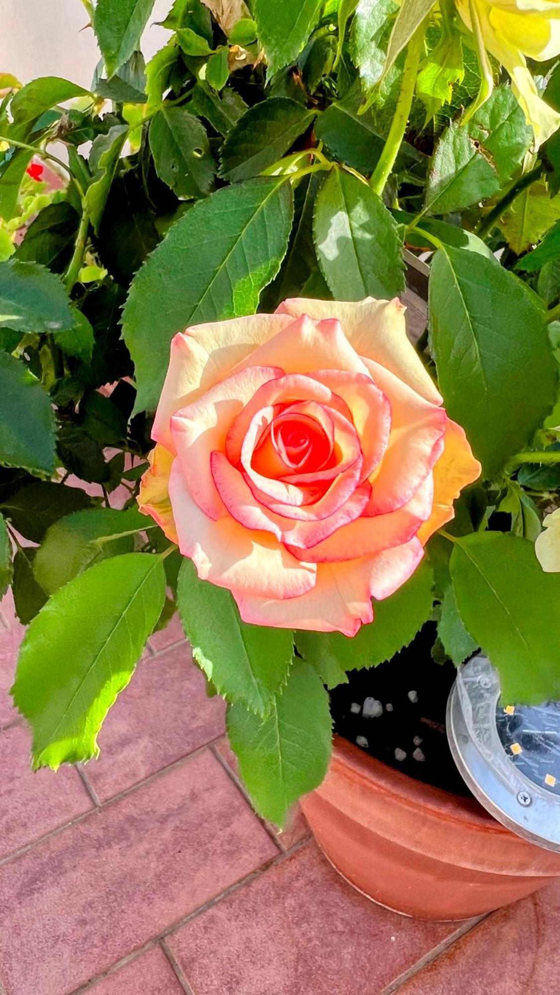 מרינו Oasi Di Serenita מראה חיצוני תמונה