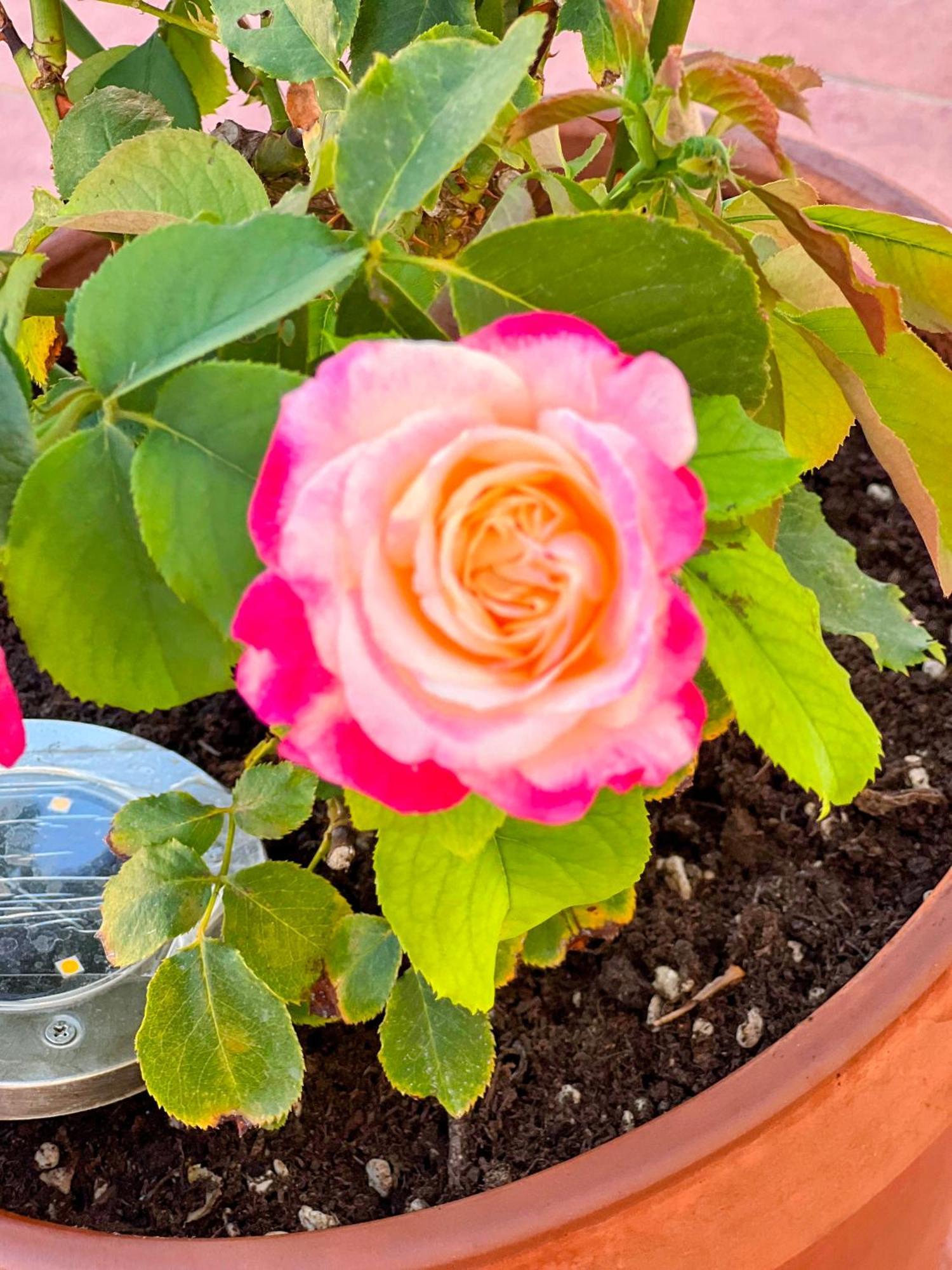 מרינו Oasi Di Serenita מראה חיצוני תמונה